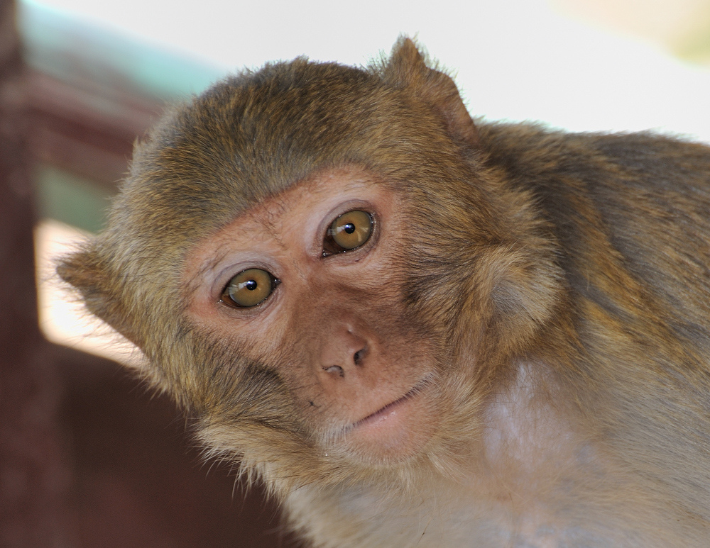 Neugieriger Blick