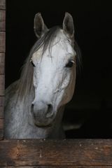 neugieriger Blick aus dem Stall