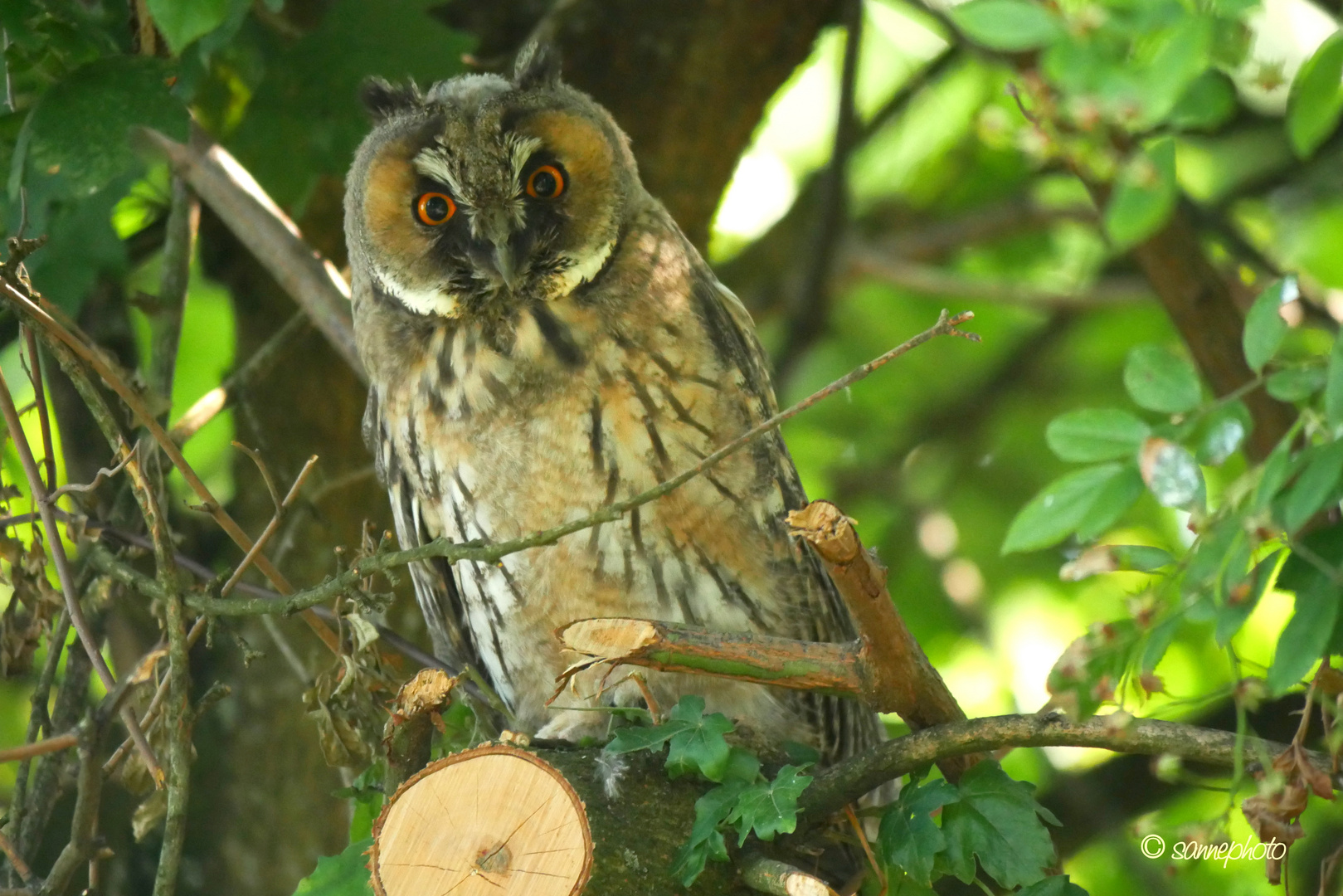 neugieriger Blick