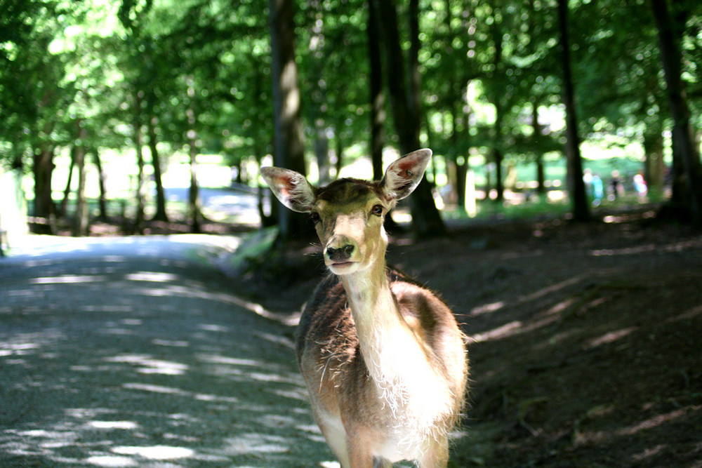 Neugieriger Blick