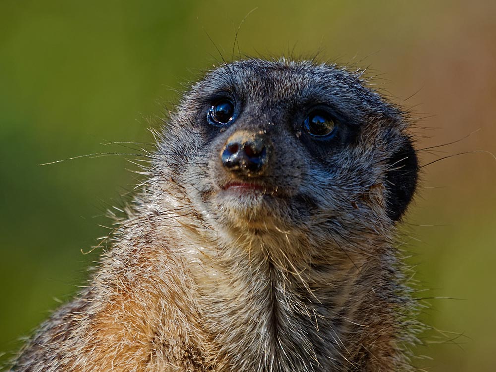 neugieriger Blick