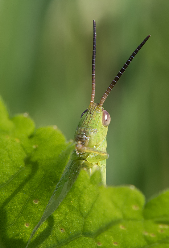 Neugieriger Blick ...