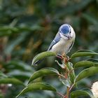 Neugieriger Blick - Blaumeise