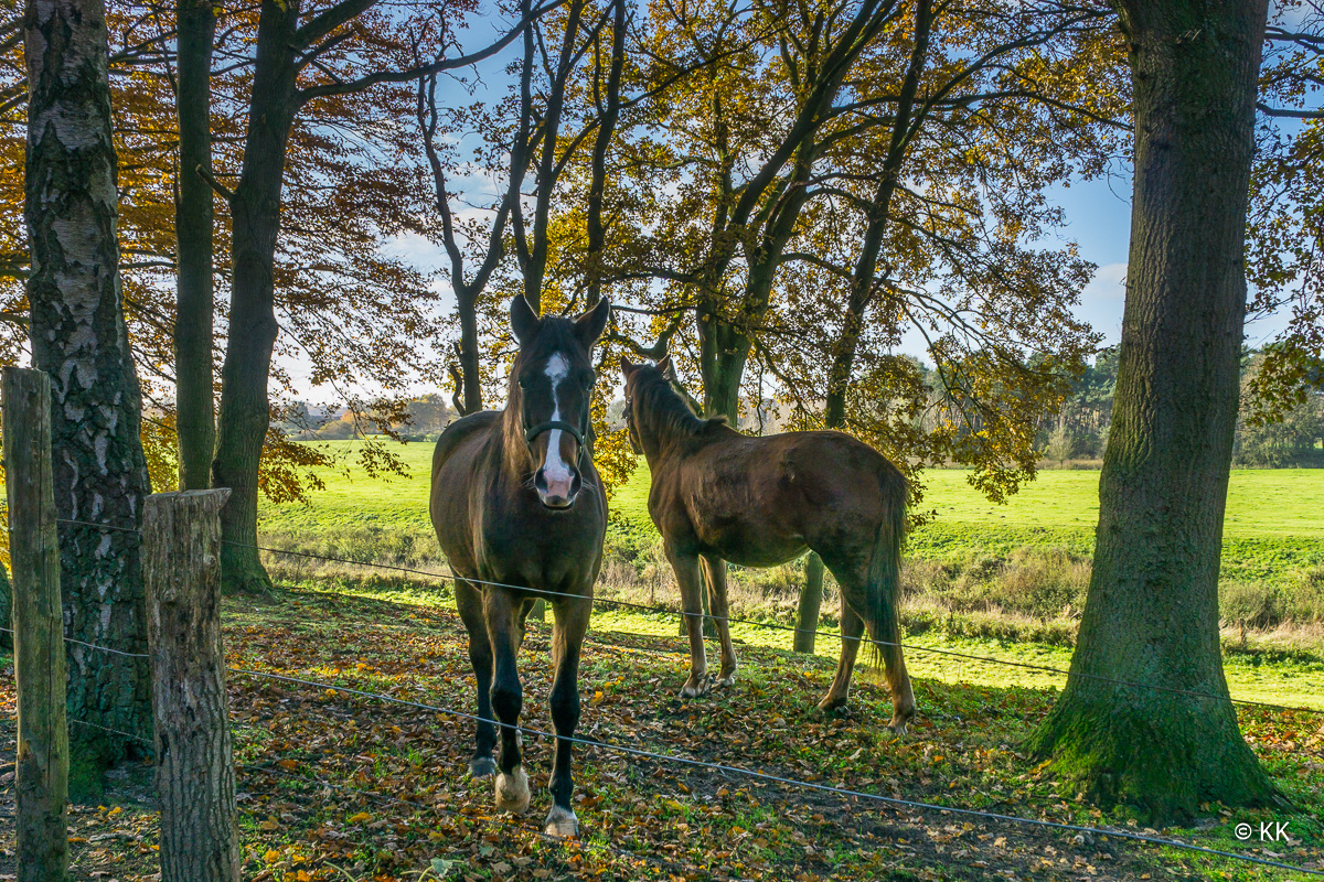 Neugieriger Blick