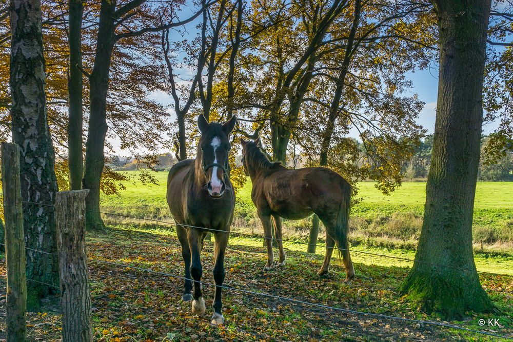 Neugieriger Blick