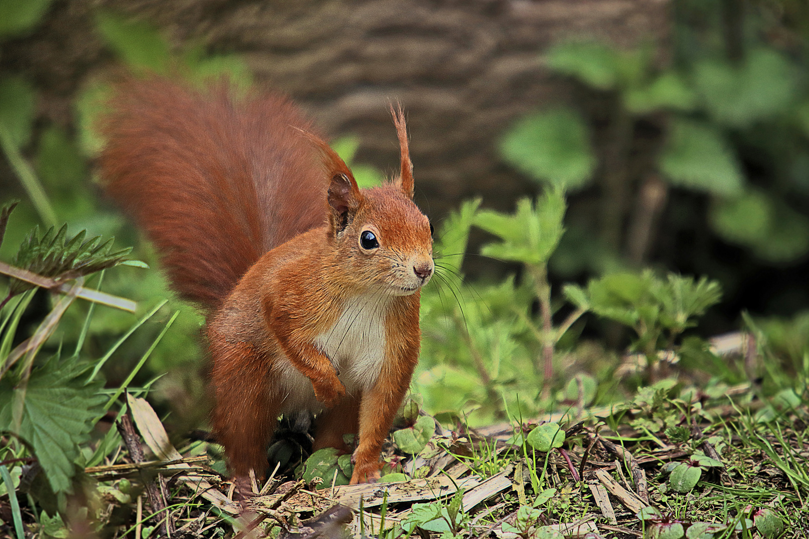 neugieriger Blick