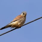 Neugieriger Blick - Turmfalke - Terzel -  auf einer Stromleitung