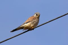 Neugieriger Blick - Turmfalke - Terzel -  auf einer Stromleitung