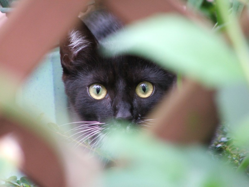 neugieriger Blick von Nachbar´s Katze