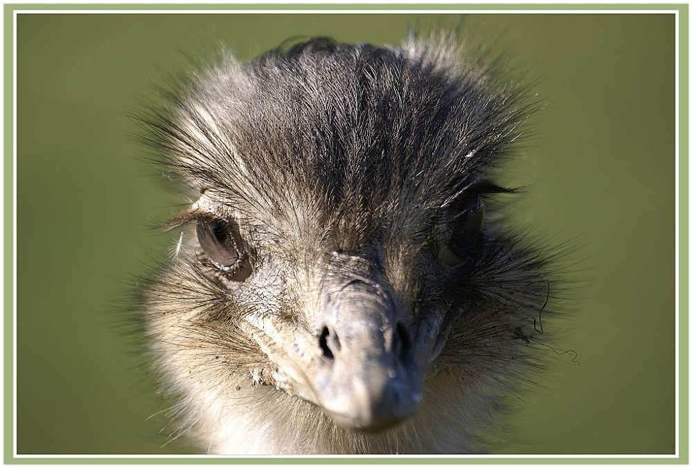 Neugieriger Blick zur Kamera