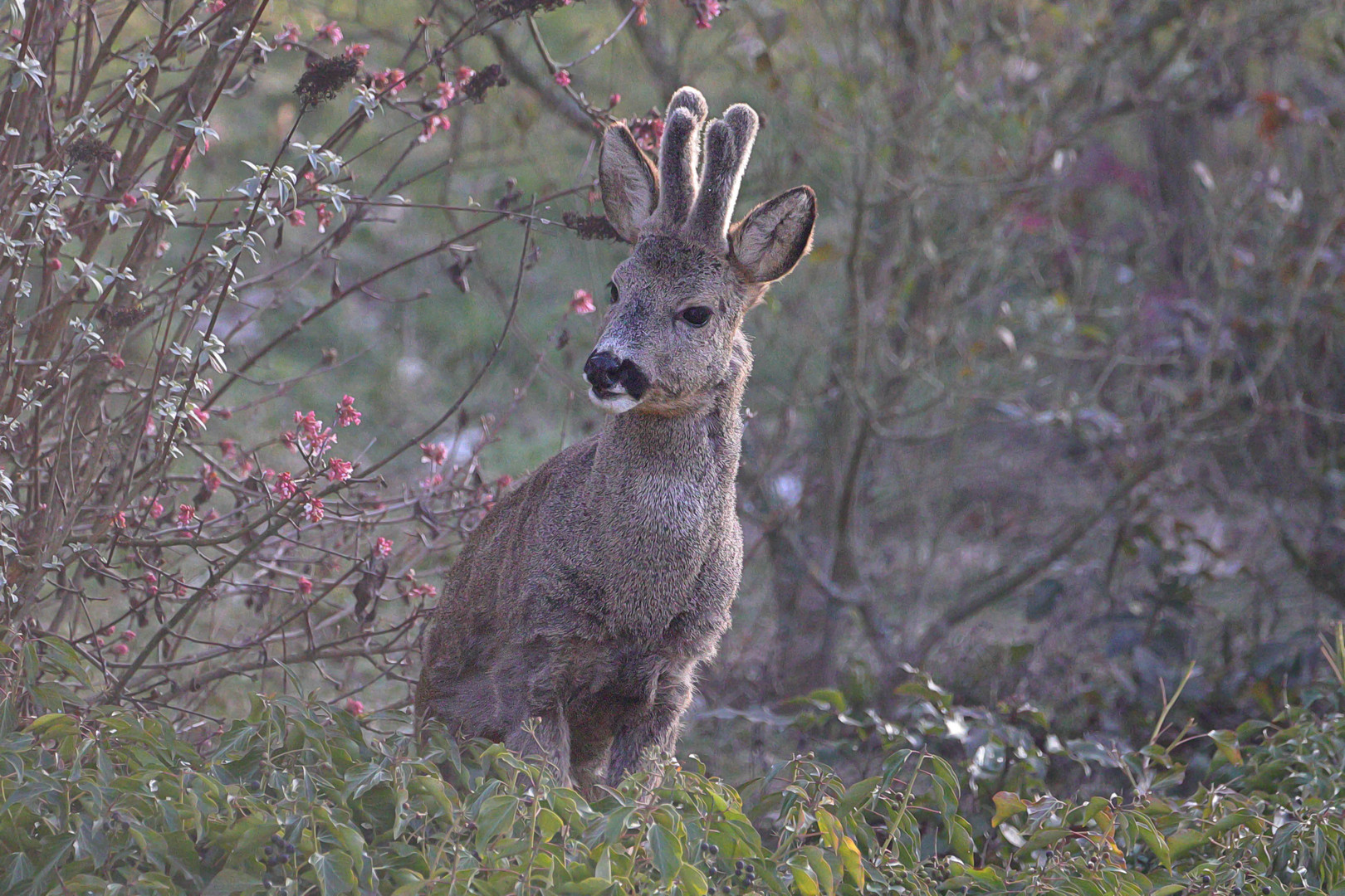 Neugieriger Bock