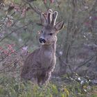 Neugieriger Bock