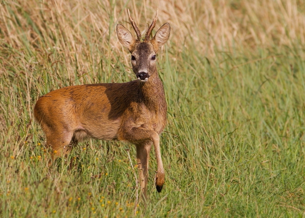 Neugieriger Bock