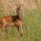 Neugieriger Bock