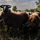 Neugieriger Bock