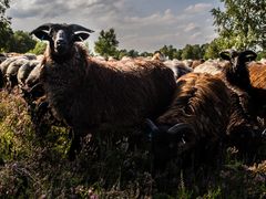 Neugieriger Bock