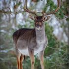 Neugieriger Damhirsch