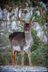 Neugieriger Damhirsch