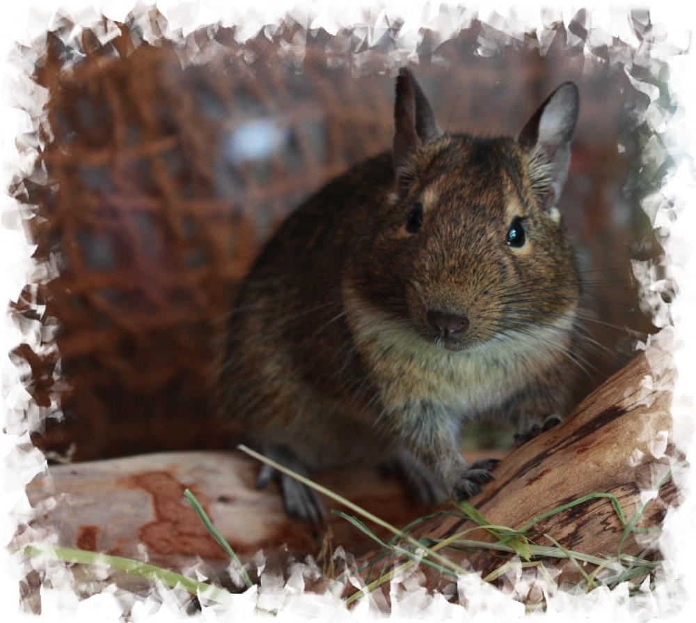 neugieriger Degu