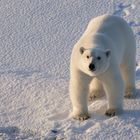 Neugieriger Eisbär