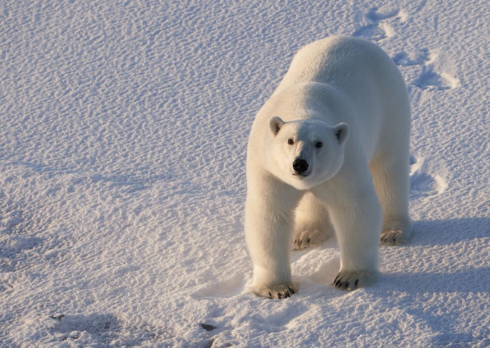 Neugieriger Eisbär