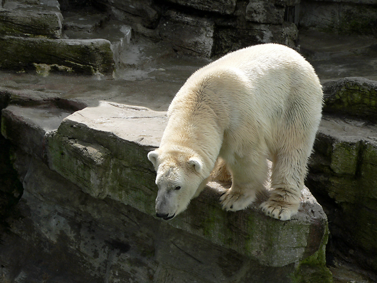 Neugieriger Eisbär