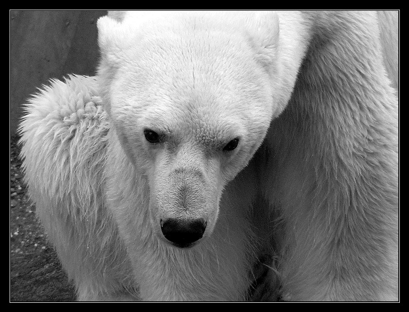 neugieriger Eisbär