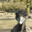 Neugieriger Emu