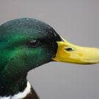 Neugieriger Erpel auf dem Kanal in Papenburg