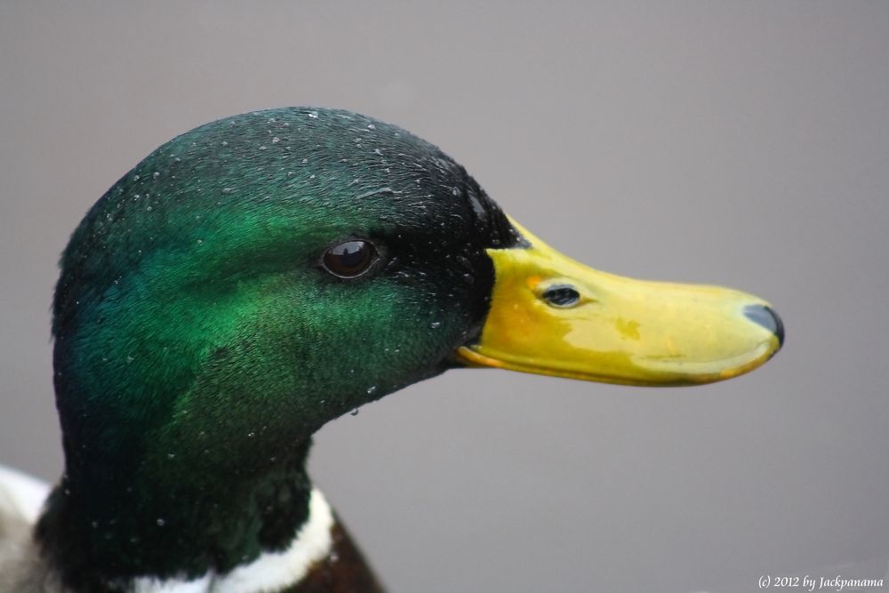 Neugieriger Erpel auf dem Kanal in Papenburg