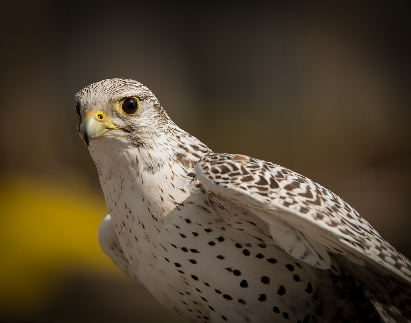 Neugieriger Falke