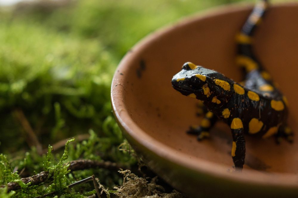 Neugieriger Feuersalamander