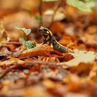 Neugieriger Feuersalamander im Laub