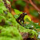 Neugieriger Feuersalamander im Moos