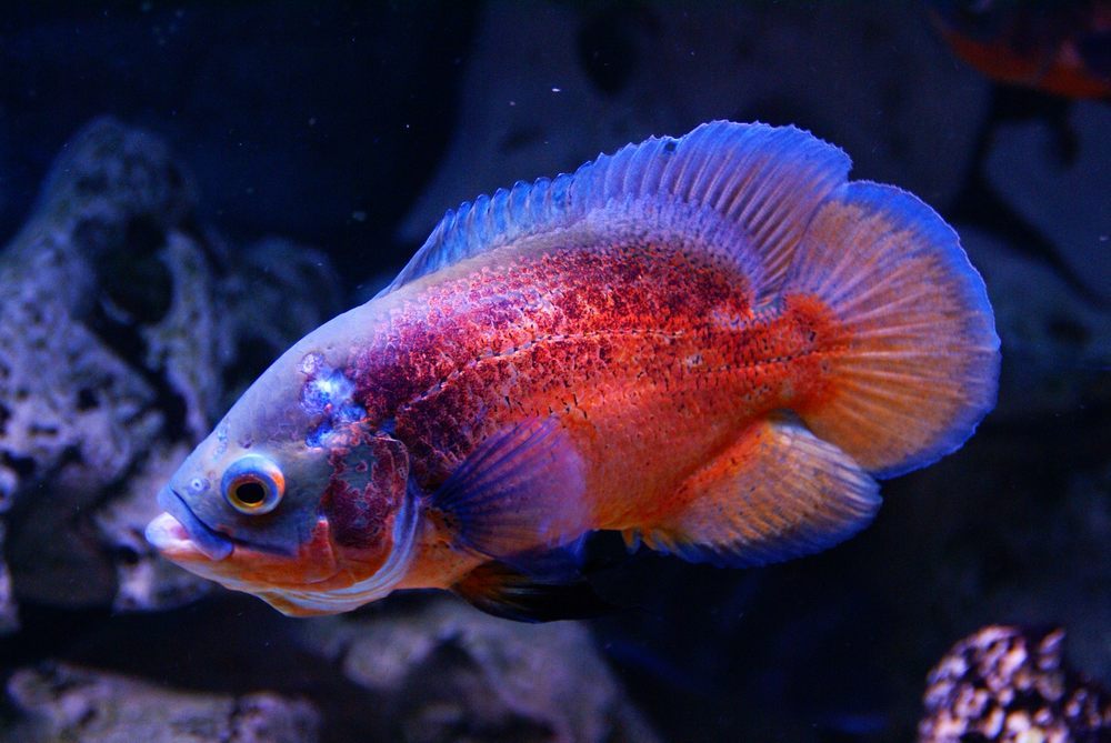 Neugieriger Fisch in einem China Restaurant - Aquarium