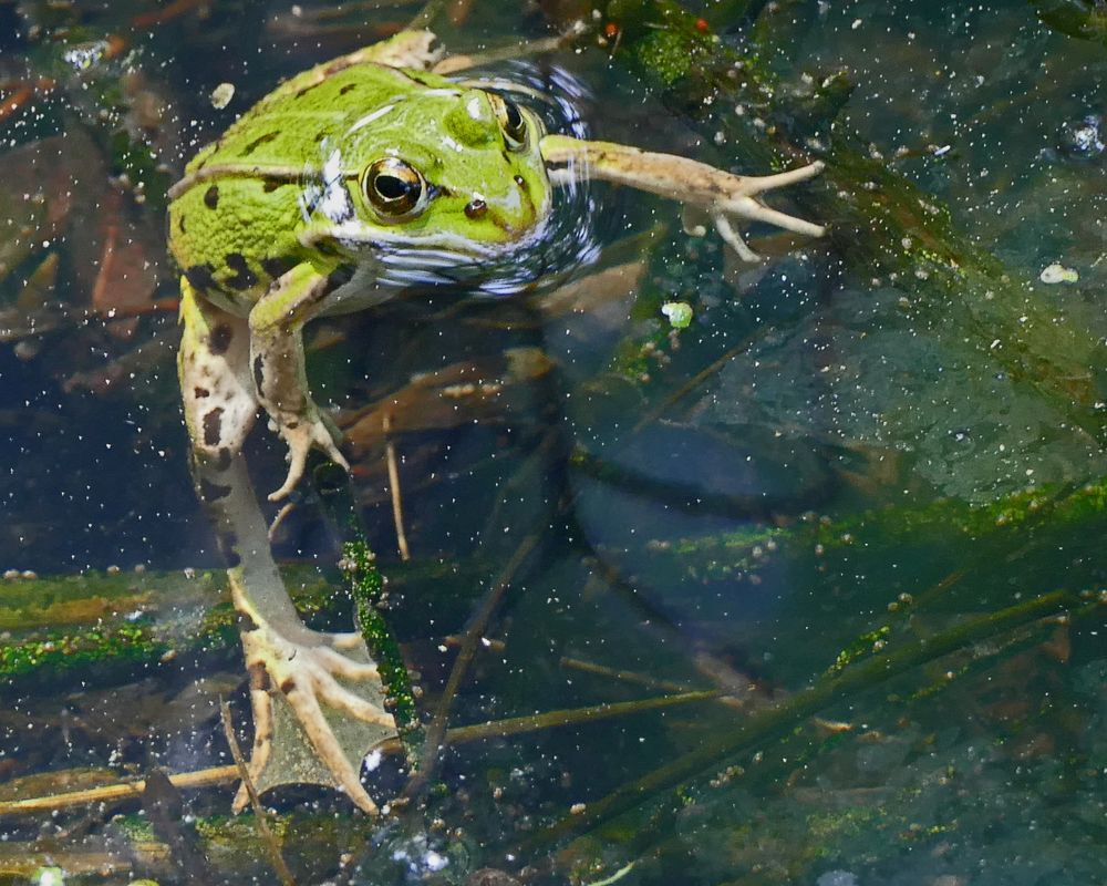 neugieriger Frosch