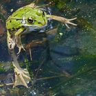 neugieriger Frosch