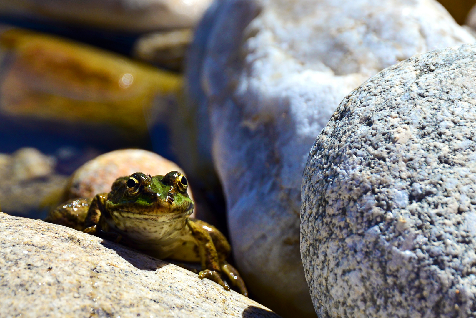 Neugieriger Frosch