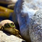 Neugieriger Frosch