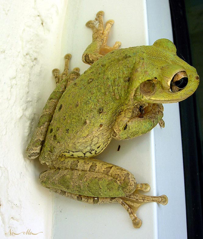 neugieriger Frosch