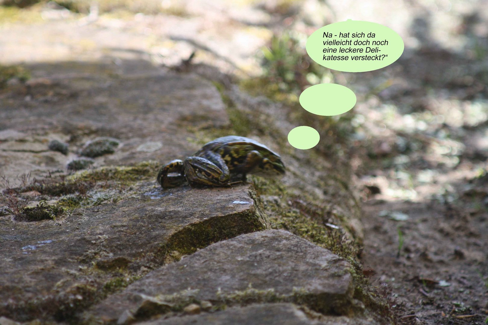 Neugieriger Frosch sucht