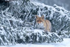 Neugieriger Fuchs
