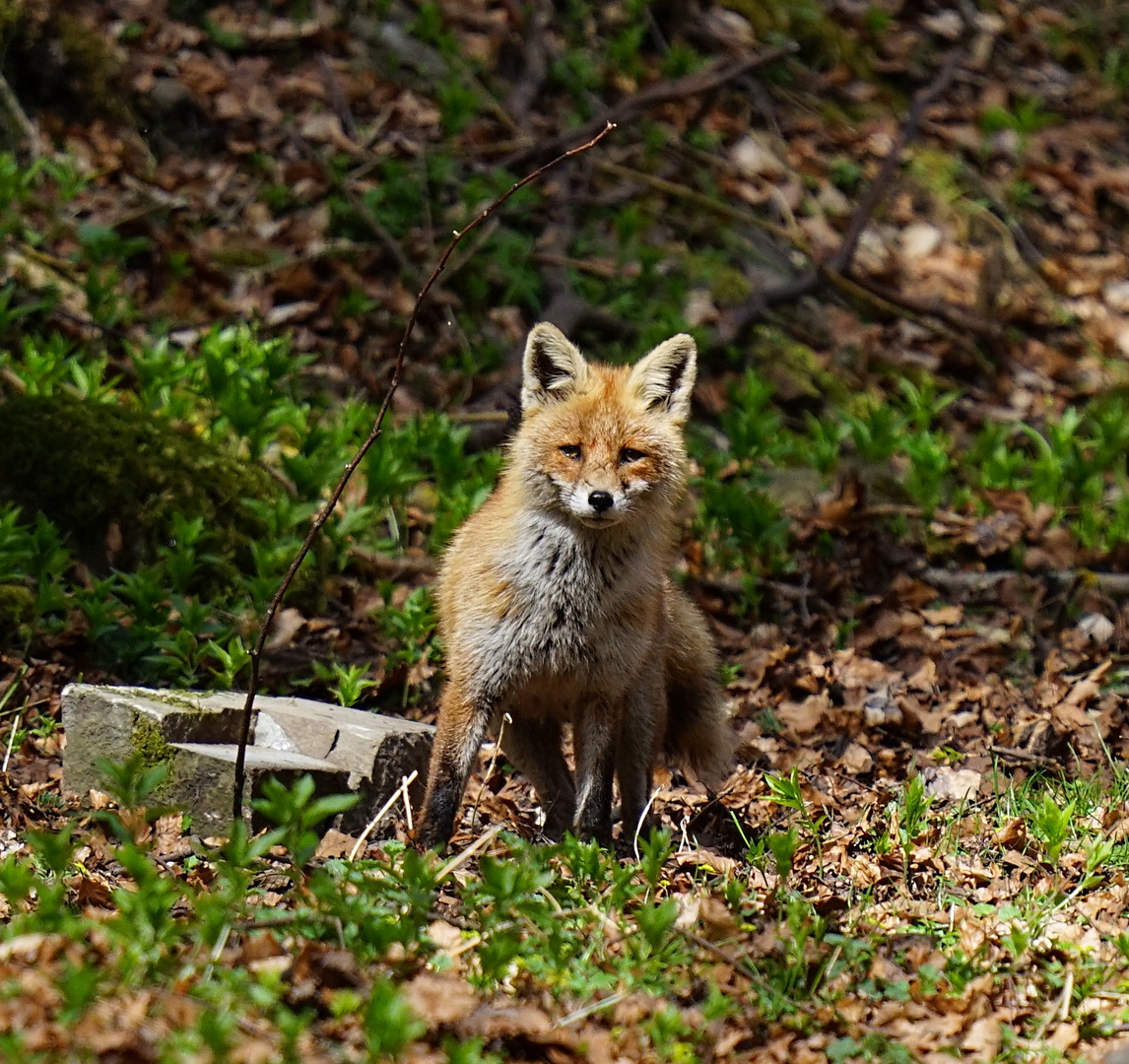 Neugieriger Fuchs