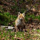 Neugieriger Fuchs