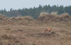 neugieriger Fuchs...