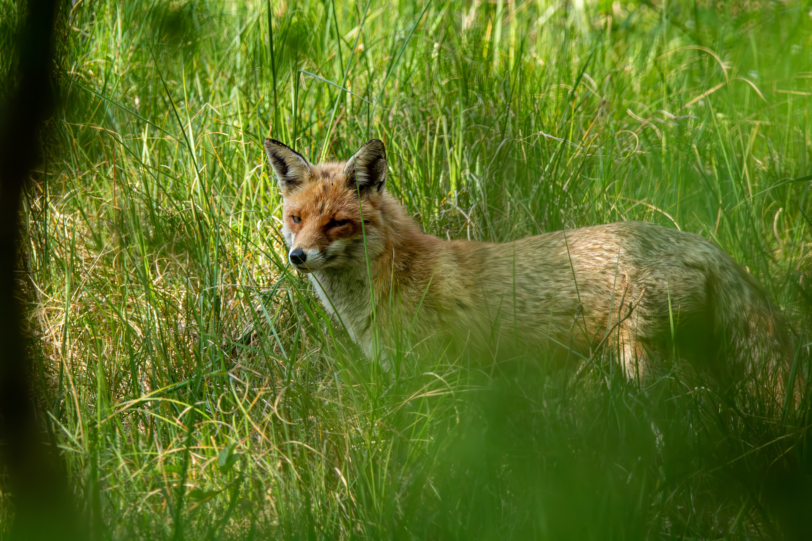 Neugieriger Fuchs