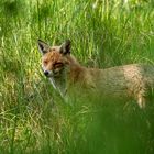 Neugieriger Fuchs