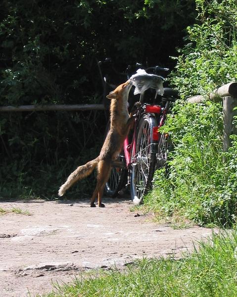 neugieriger Fuchs