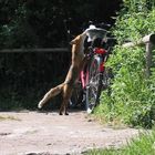 neugieriger Fuchs