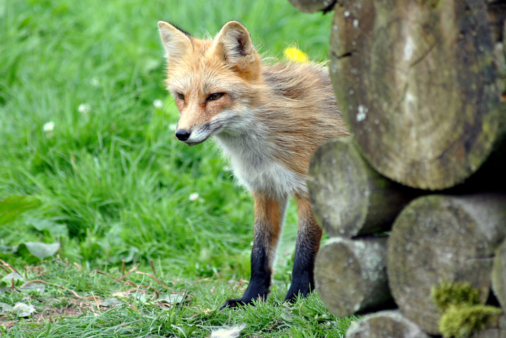 neugieriger Fuchs